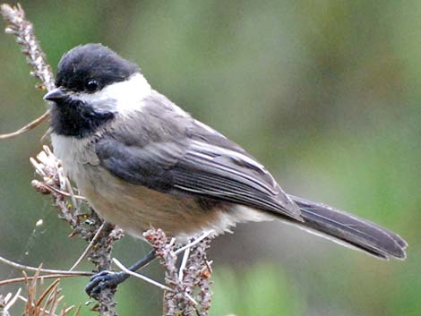 Black-capped Chickadee (Poecile atricapillus)