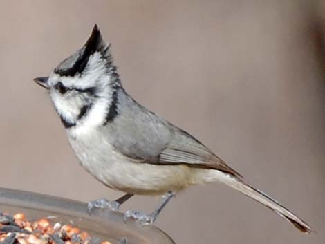 Bridled Titmouse (Baeolophus wollweberi)