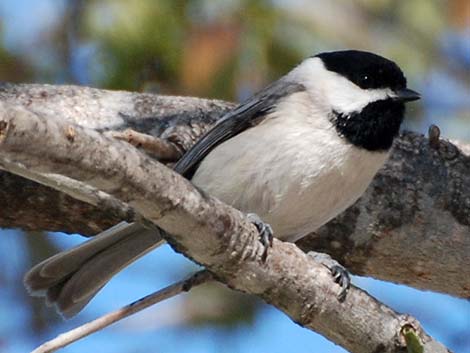 Carolina Chickadee (Poecile carolinensis)