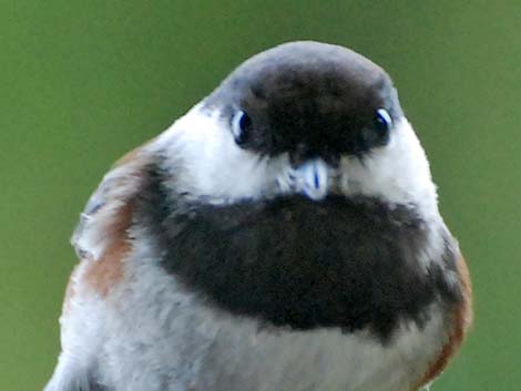 Chestnut-backed Chickadee (Poecile rufescens)