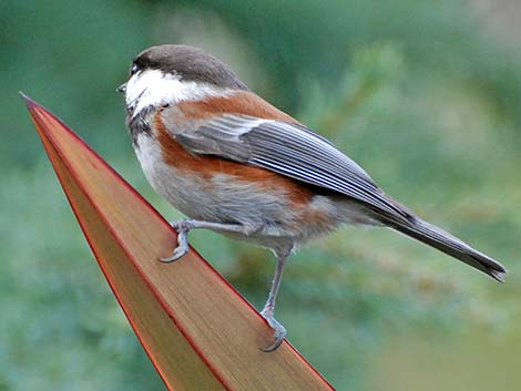 Chestnut-backed Chickadee (Poecile rufescens)