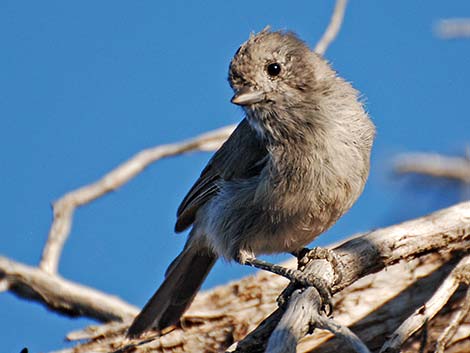 Juniper Titmouse (Baeolophus ridgwayi)