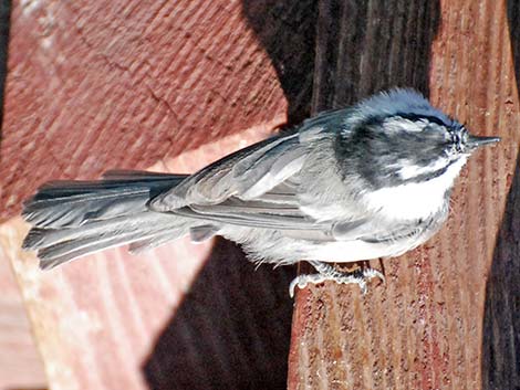 Mountain Chickadee (Poecile gambeli)