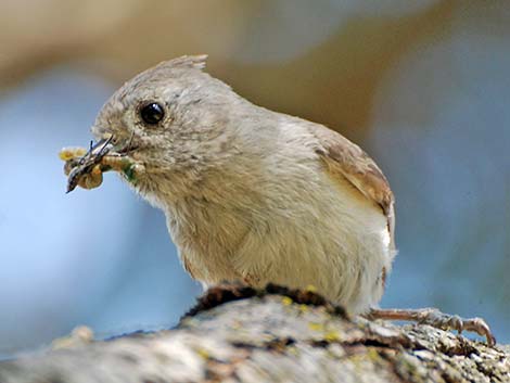 Oak Titmouse (Baeolophus inornatus)