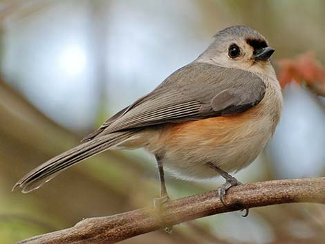 Tufted Titmouse (Baeolophus bicolor)