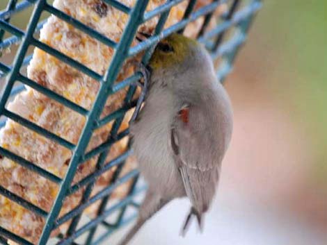 Verdin (Auriparus flaviceps)