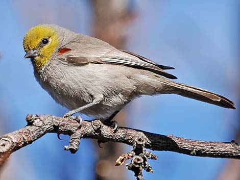 Verdin (Auriparus flaviceps)