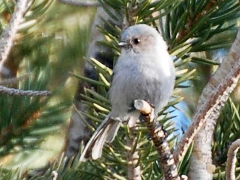 Bushtit (Psaltriparus minimus)