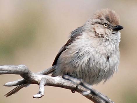 Bushtit (Psaltriparus minimus)