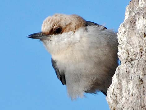 Brown-headed Nuthatch (Sitta pusilla)