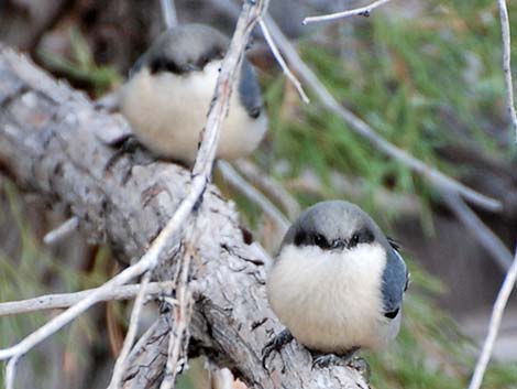 Pygmy Nuthatch (Sitta pygmaea)