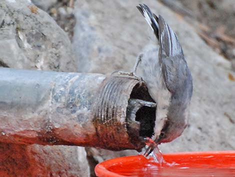 Pygmy Nuthatch (Sitta pygmaea)