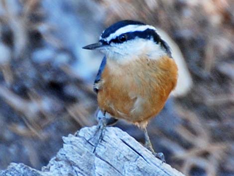 Red-breasted Nuthatch (Sitta canadensis)