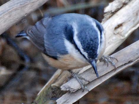 Red-breasted Nuthatch (Sitta canadensis)