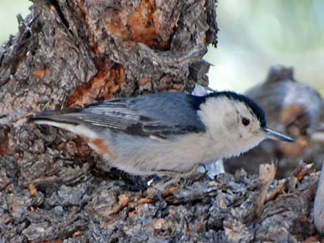 White-breasted Nuthatch (Sitta carolinensis)