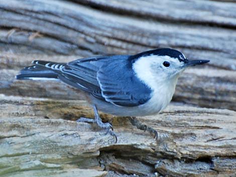 White-breasted Nuthatch (Sitta carolinensis)