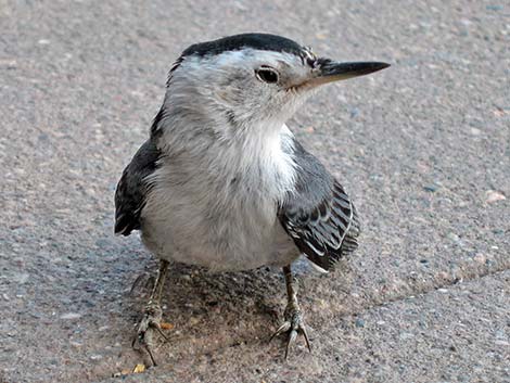 White-breasted Nuthatch (Sitta carolinensis)