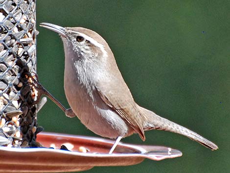 Bewick's Wren (Thryomanes bewickii)