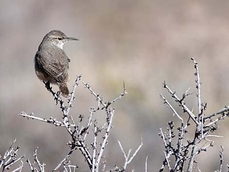 Bewick's Wren (Thryomanes bewickii)