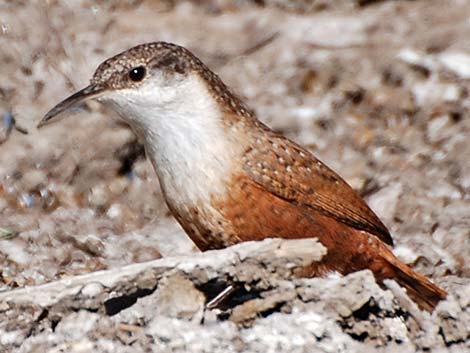 Canyon Wren (Catherpes mexicanus)