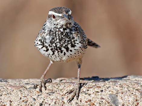 Cactus Wren (Campylorhynchus brunneicapillus)