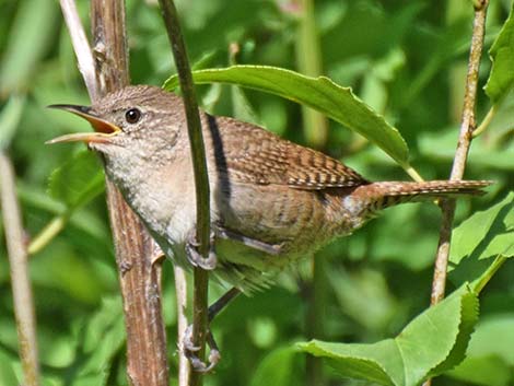 House Wren (Troglodytes aedon)