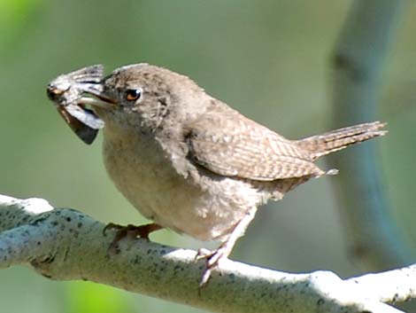 House Wren (Troglodytes aedon)