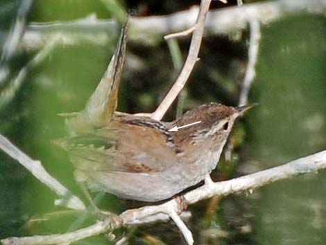 Marsh Wren (Cistothorus palustris)