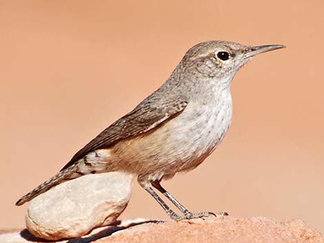 Rock Wren (Salpinctes obsoletus)