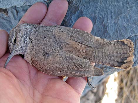 Rock Wren (Salpinctes obsoletus)