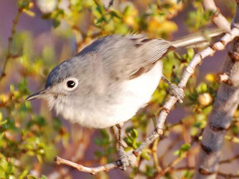 Blue Gray Gnatcatcher Bird Facts  Polioptila caerulea - A-Z Animals