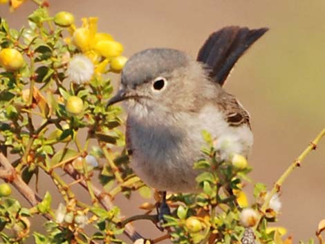 Wildlife Around Las Vegas, Blue-gray Gnatcatcher (Polioptila caerulea)