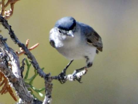 https://www.birdandhike.com/Wildlife/Birds/28-Passer/25-Poliop/Bggn/p-bg/DSC_05983a.jpg