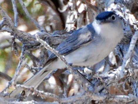 Blue Gray Gnatcatcher Bird Facts  Polioptila caerulea - A-Z Animals