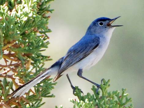 Blue-grey Gnatcatcher