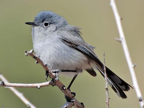 Black-tailed Gnatcatcher (Polioptila melanura)