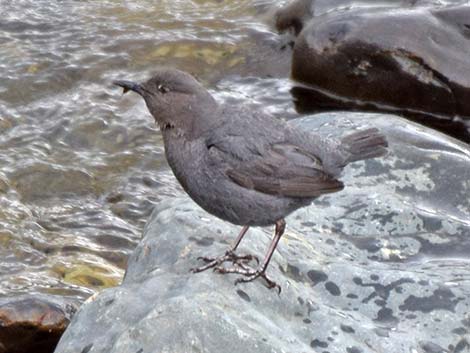 American Dipper (Cinclus mexicanus)