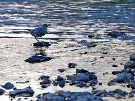 American Dipper (Cinclus mexicanus)