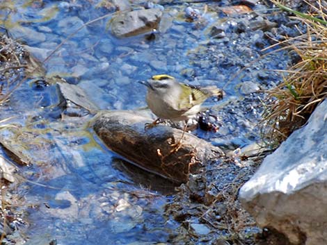 Golden-crowned Kinglet (Regulus satrapa)