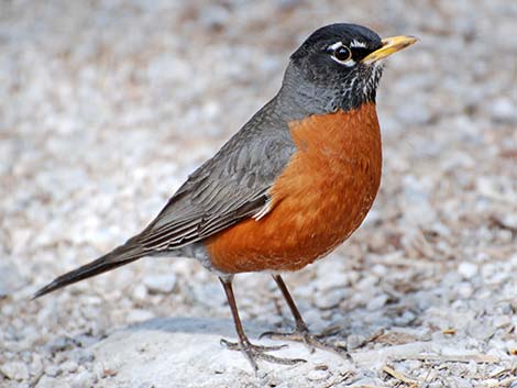 American Robin (Turdus migratorius)