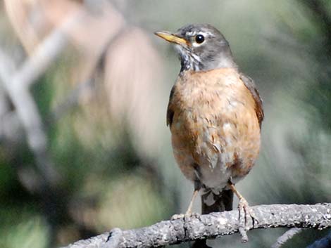 American Robin (Turdus migratorius)