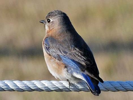 Eastern Bluebird (Sialia sialis)