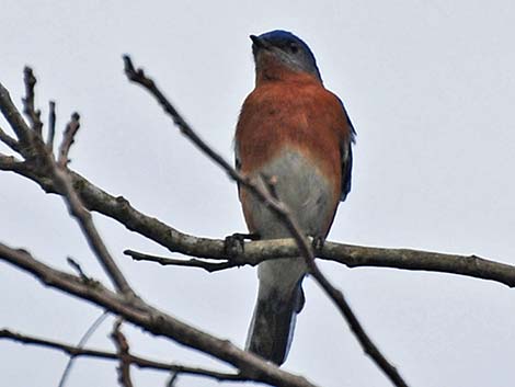 Eastern Bluebird (Sialia sialis)