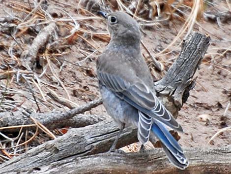 Mountain Bluebird (Sialia currucoides)