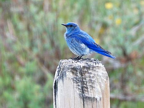 Mountain Bluebird (Sialia currucoides)