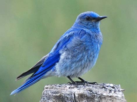 Mountain Bluebird (Sialia currucoides)