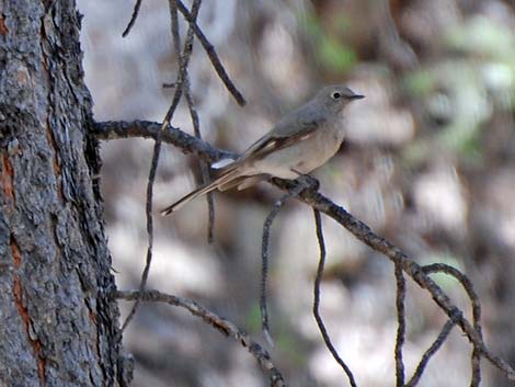 Townsend's Solitaire (Myadestes townsendi)