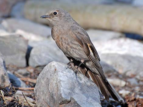 Townsend's Solitaire (Myadestes townsendi)