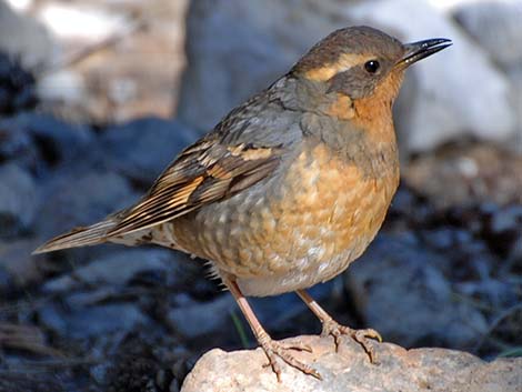 Varied Thrush (Ixoreus naevius)