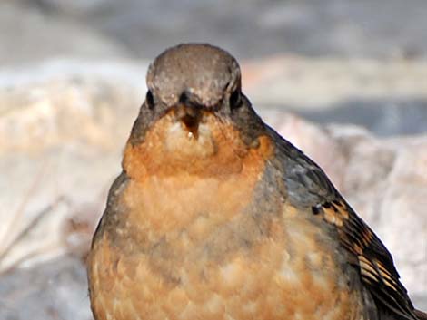 Varied Thrush (Ixoreus naevius)